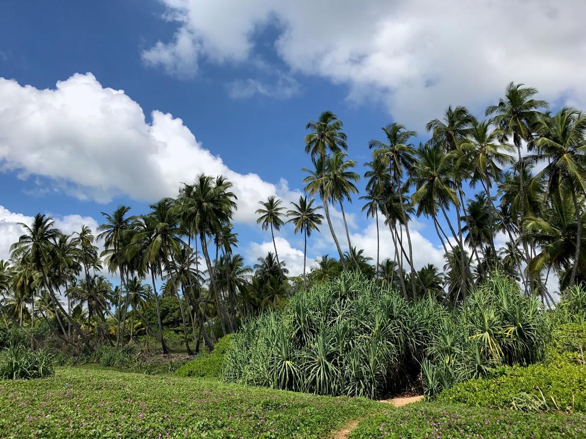 Green Parrot Beach Resort Tangalle Exterior photo